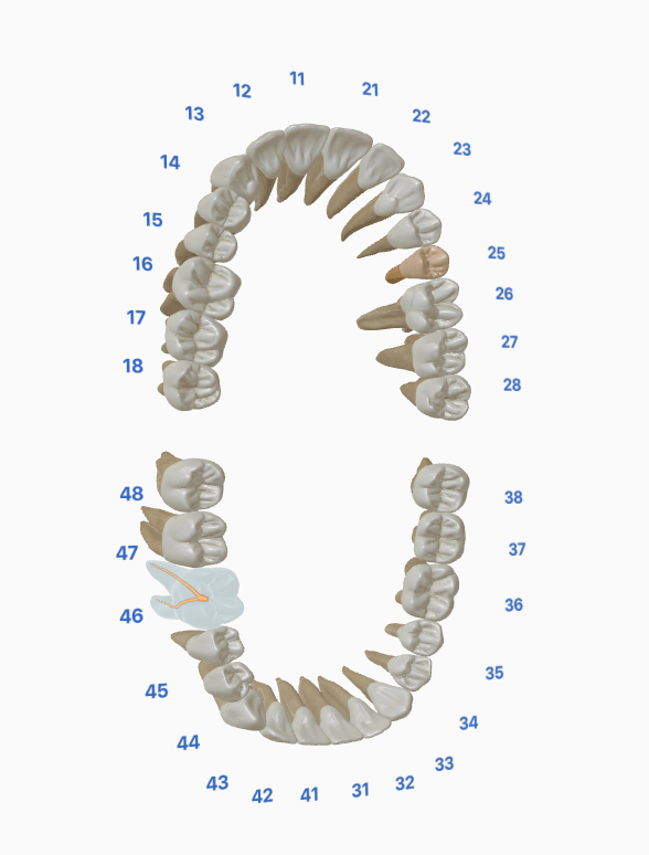 3D dental arch with tooth numbers