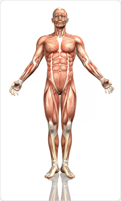 Body chart