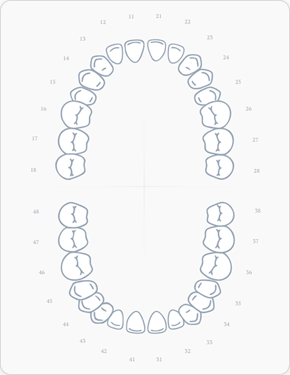 2D odontogram with tooth numbers
