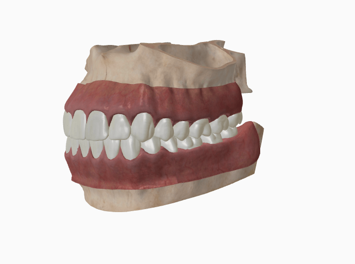 Adult 3D jaw
