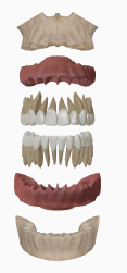 Jaw layers: gums, teeth and bone
